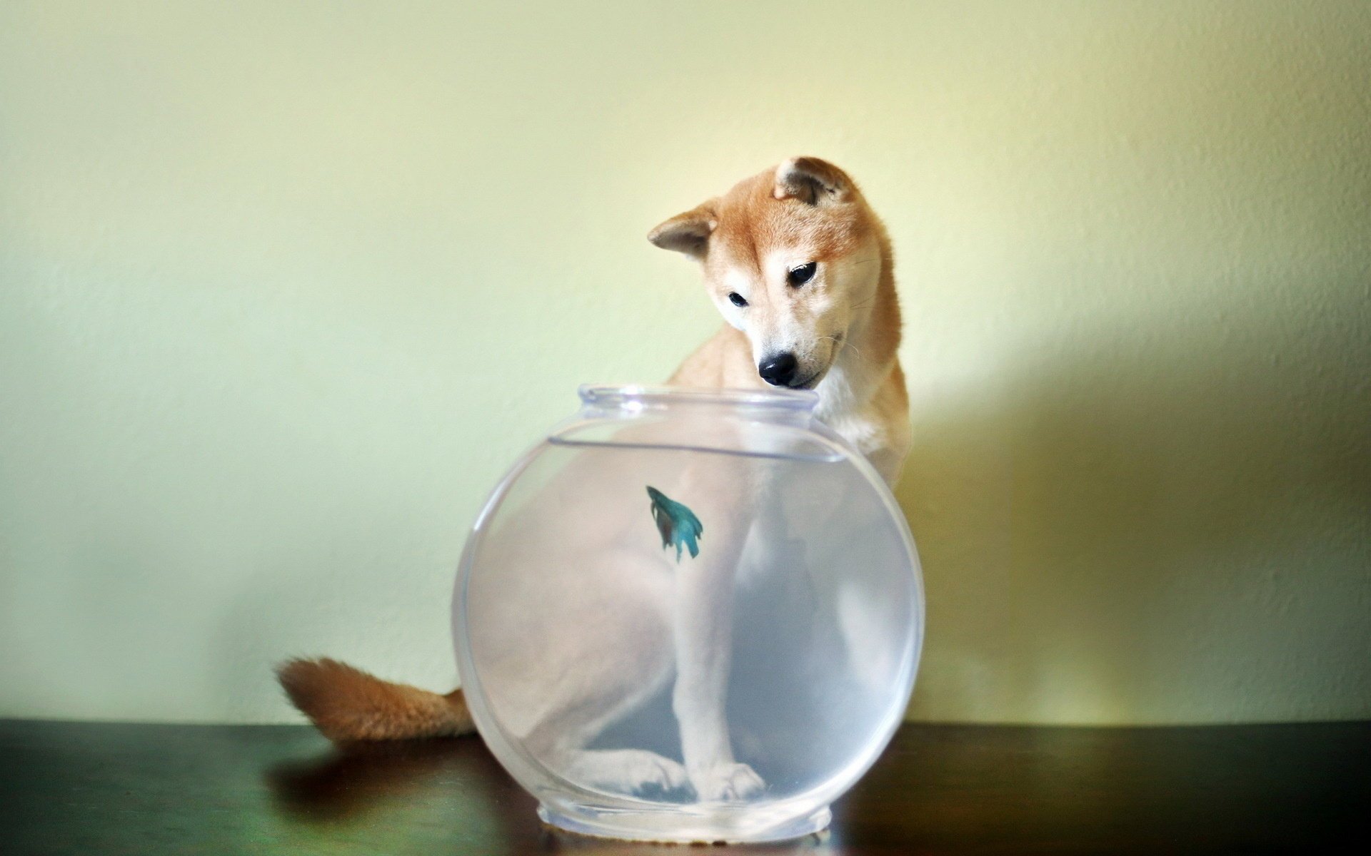 chien poisson aquarium