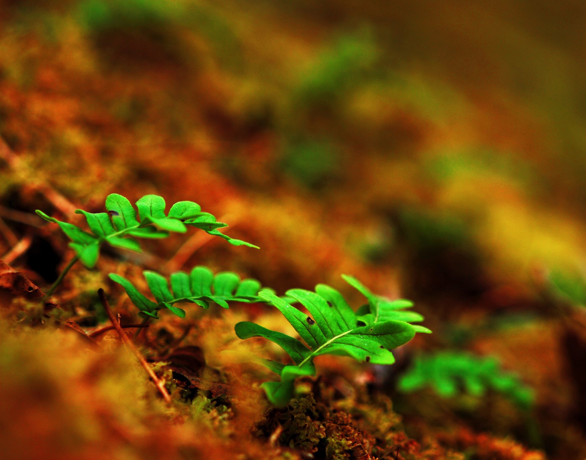leaves shoots sprouts fern macro earth