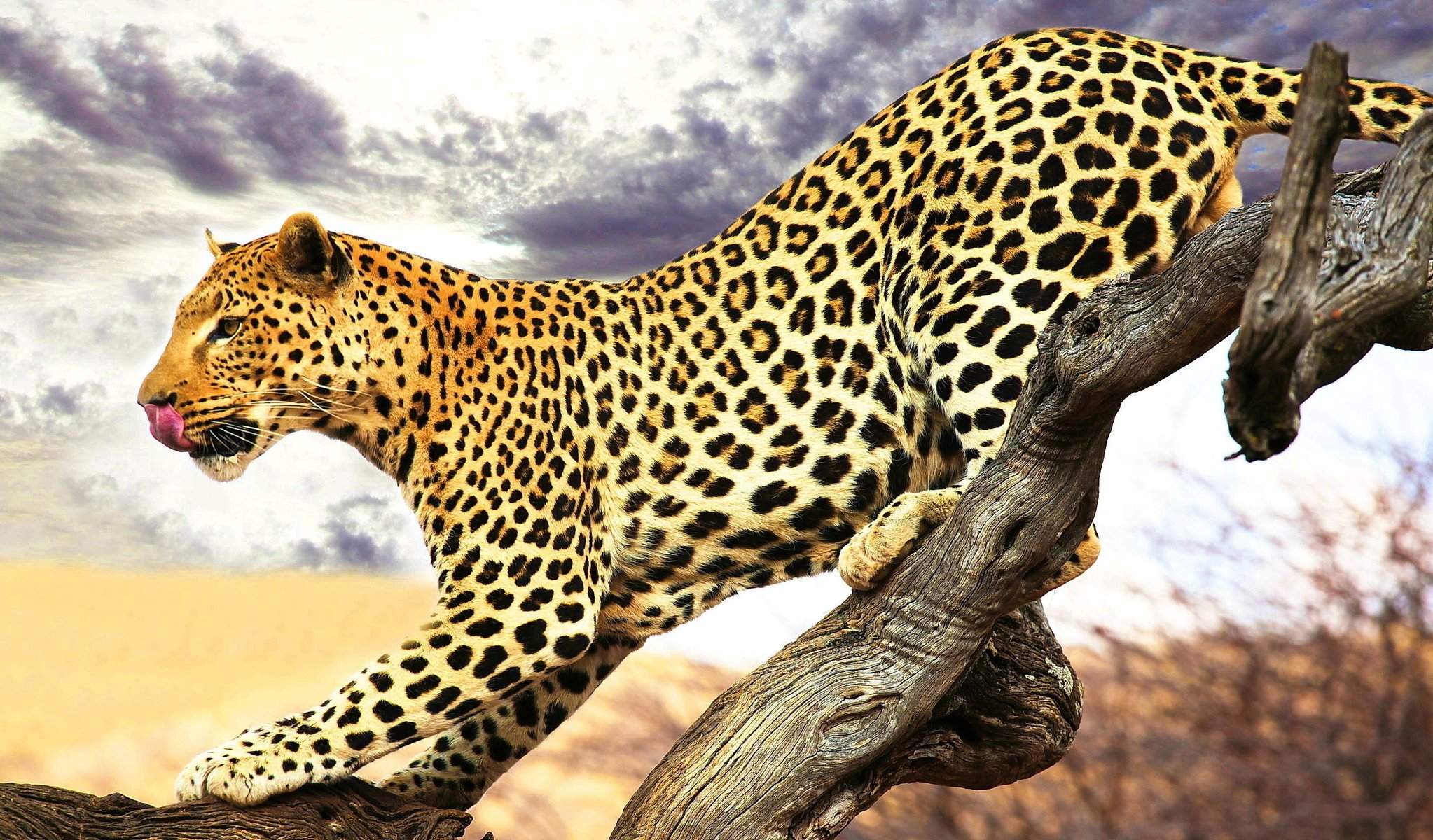 leopardo lengua manchado perfil se escabulle