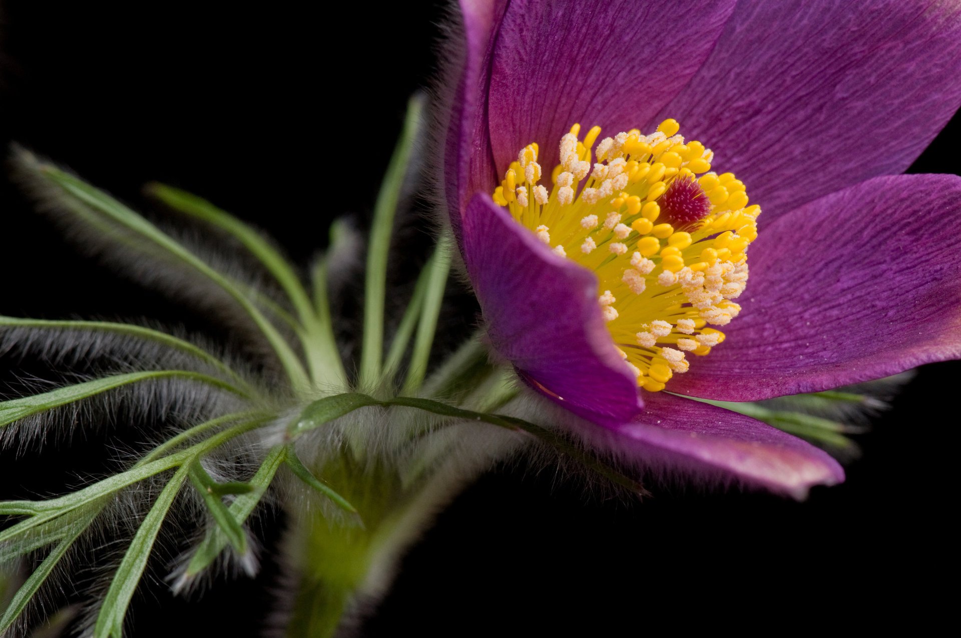 flower sleep-grass background black stamens macro petal