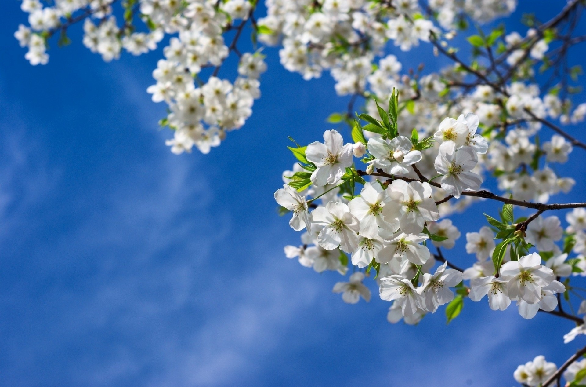 liść niebo natura drzewo kwiaty sakura wiosna gałęzie wiśnie