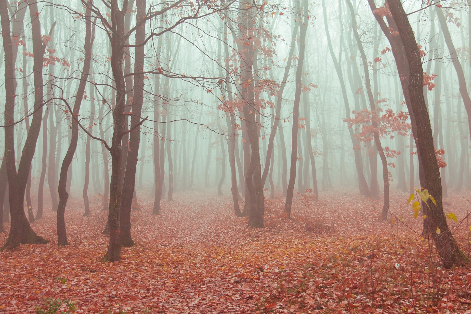 automne brouillard forêt