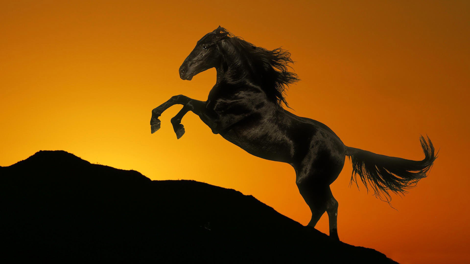 caballo silueta colina puesta de sol cola tobogán melena