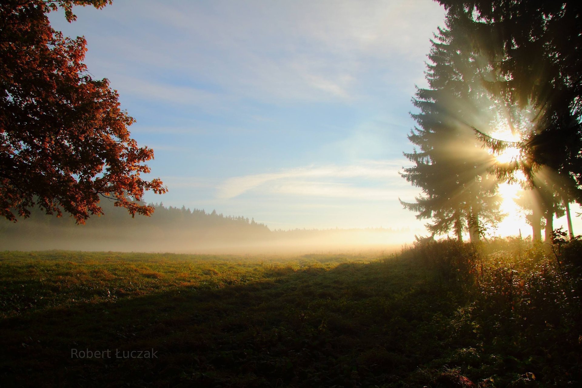 matin rayons soleil arbres forêt nature champ