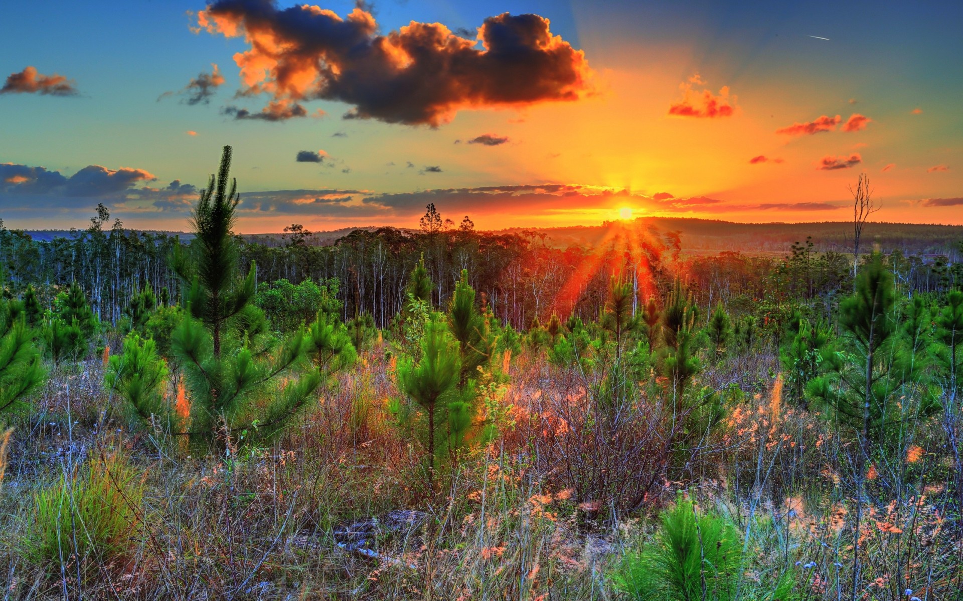landschaft sonnenuntergang natur bäume himmel pflanzen