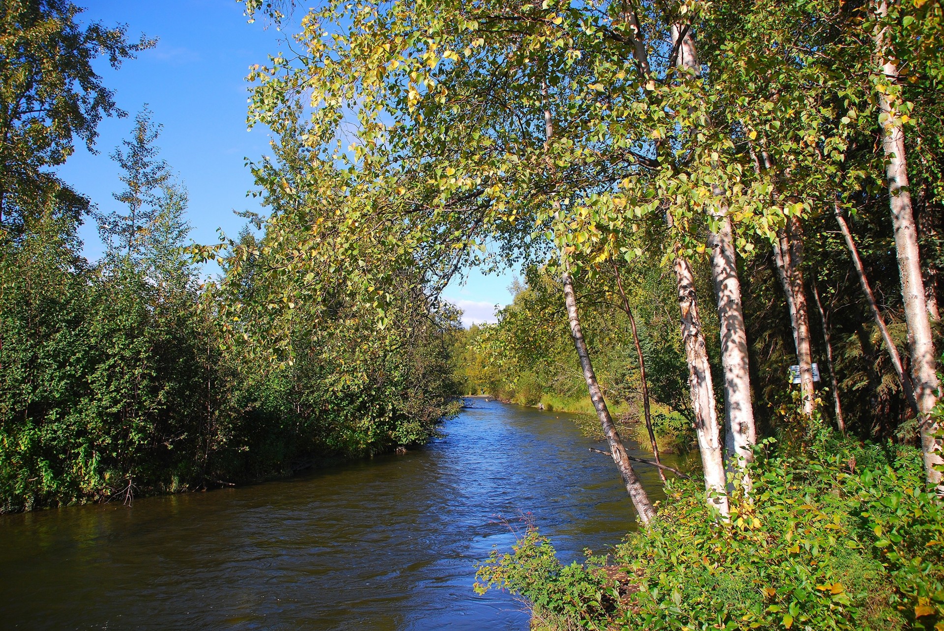 bäume landschaft wald fluss