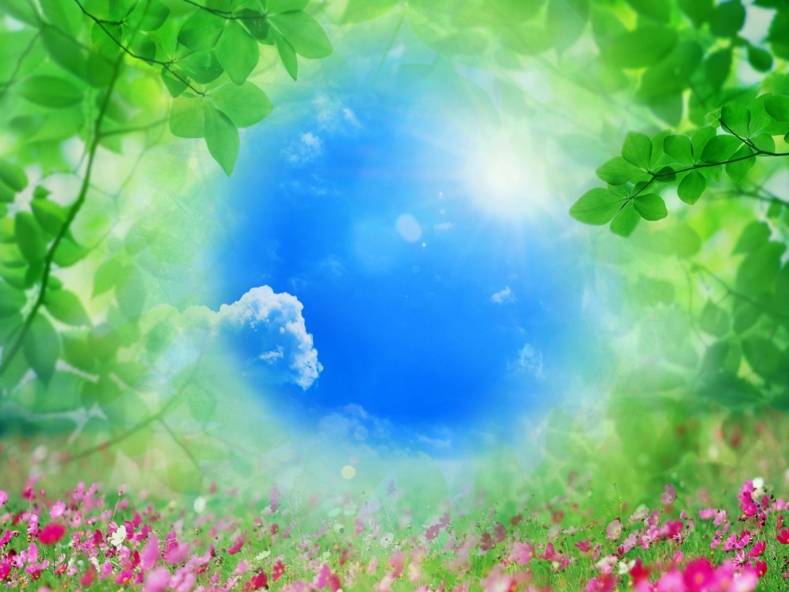 foglia luminoso natura erba fiori cielo