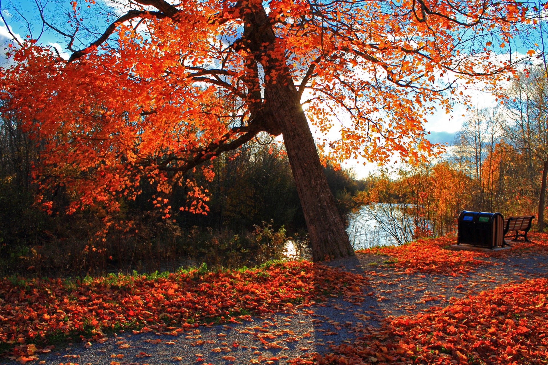 herbst park landschaft fluss bank