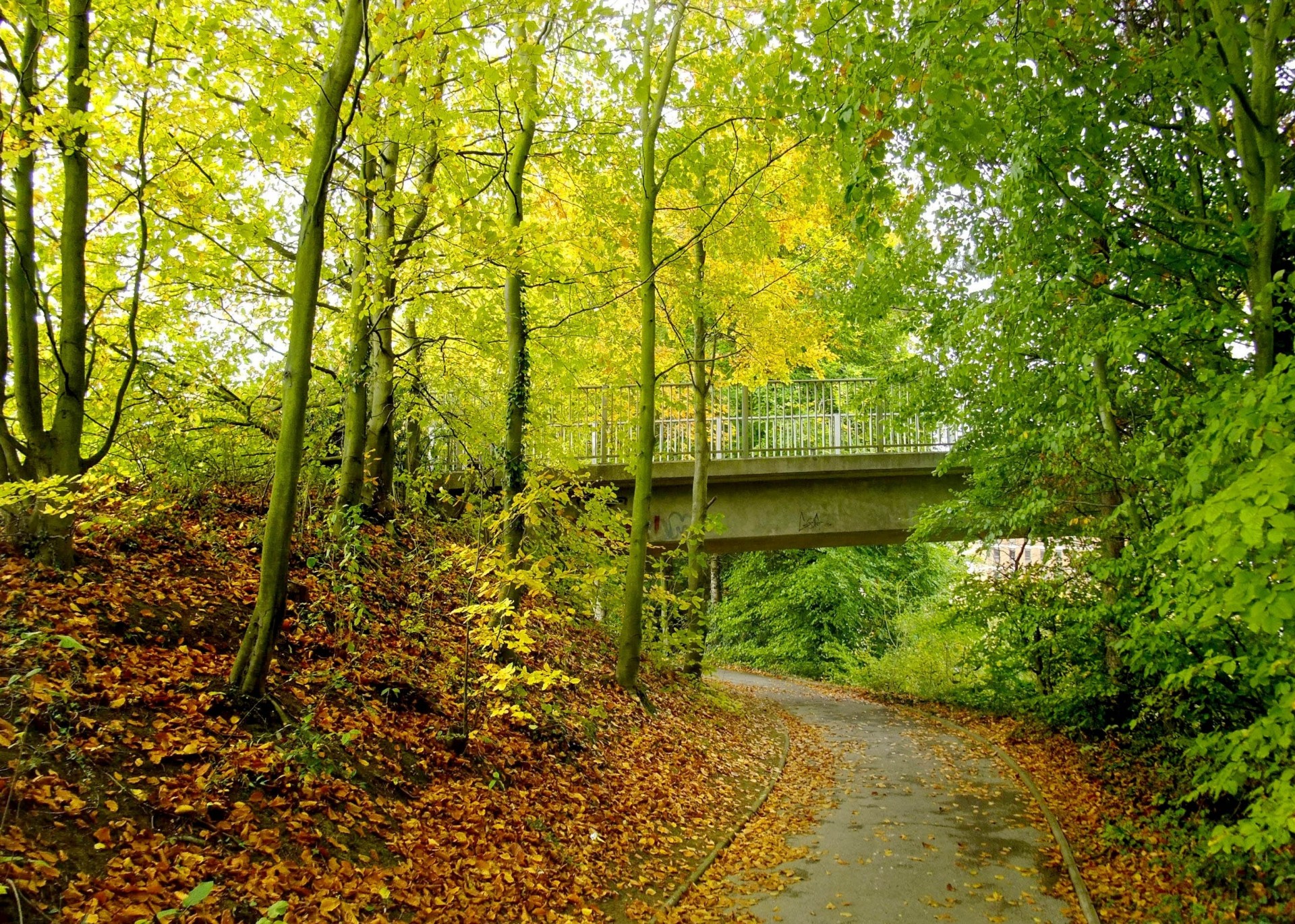 paysage pont parc route automne arbres