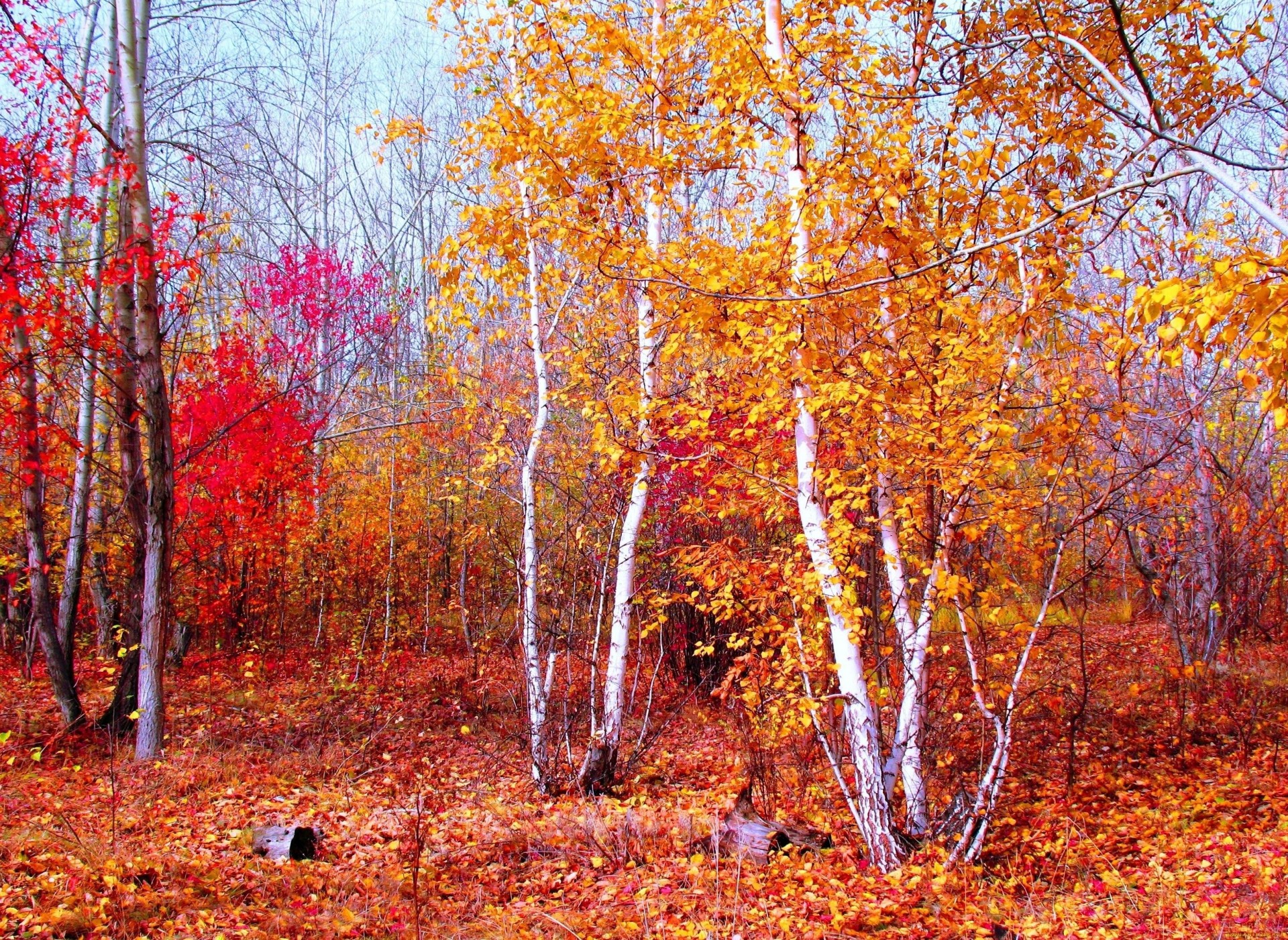 paesaggio natura foresta autunno cremisi oro rosso