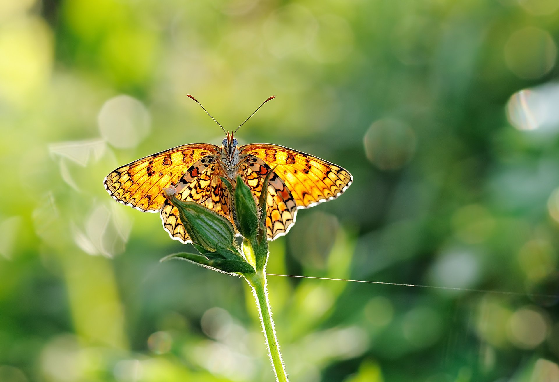 papillon flou ailes macro verdure éblouissement
