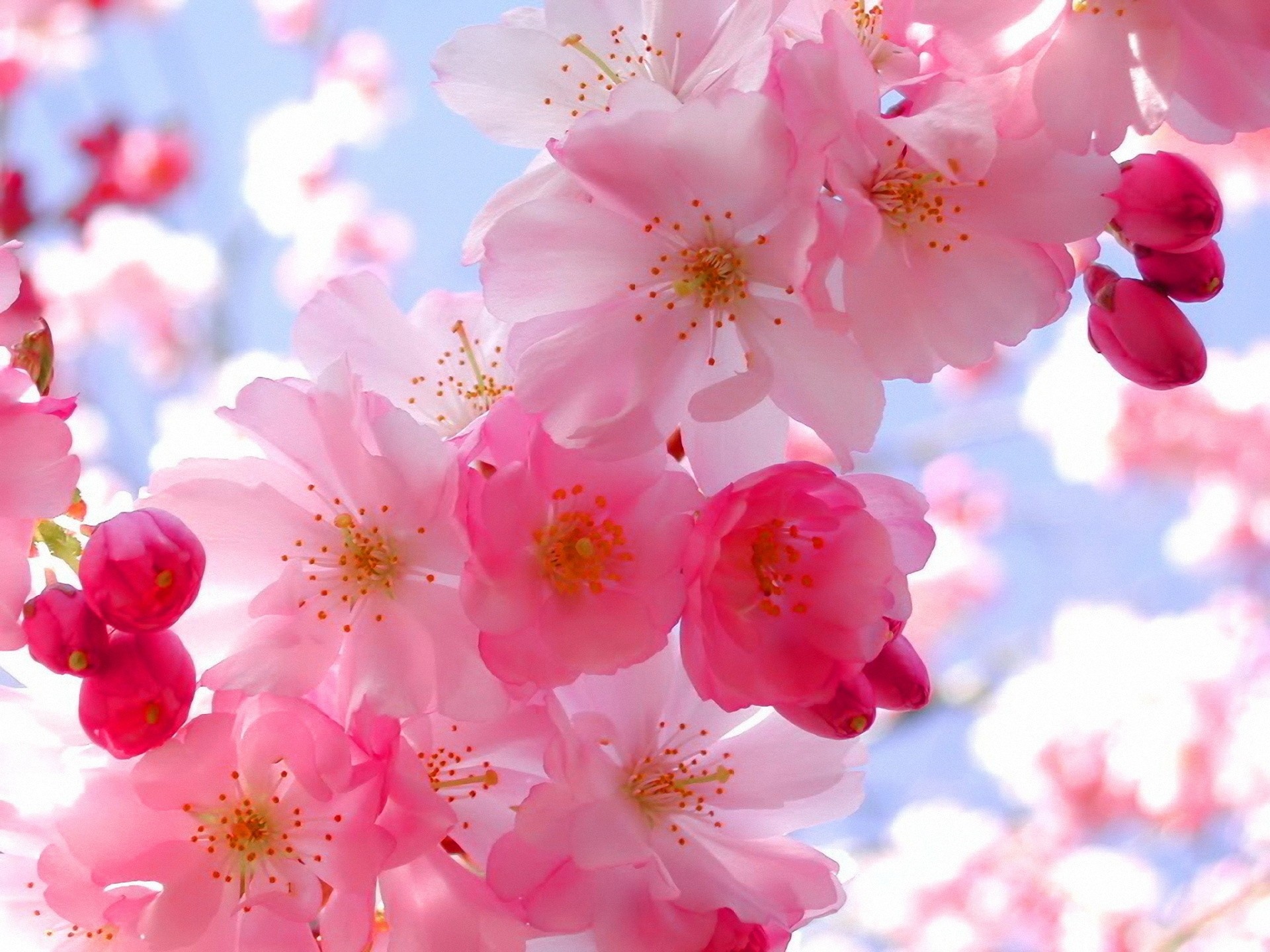 tender flowers spring freshne