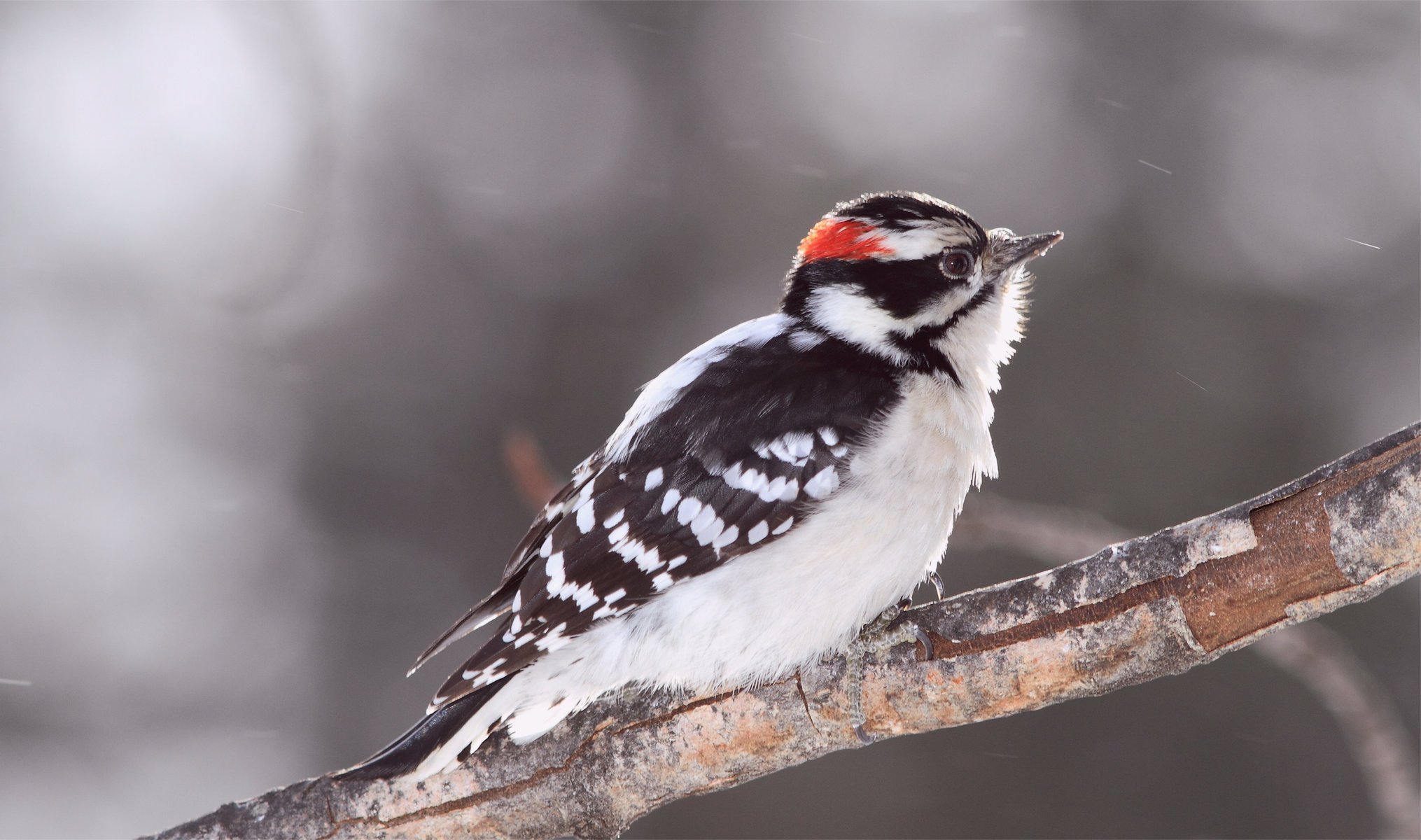 bird woodpecker пушистый дятел размытость ветка птица