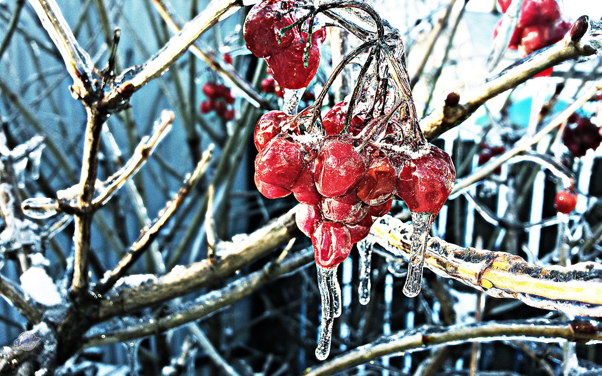 hiver viorne baies glace froid gel