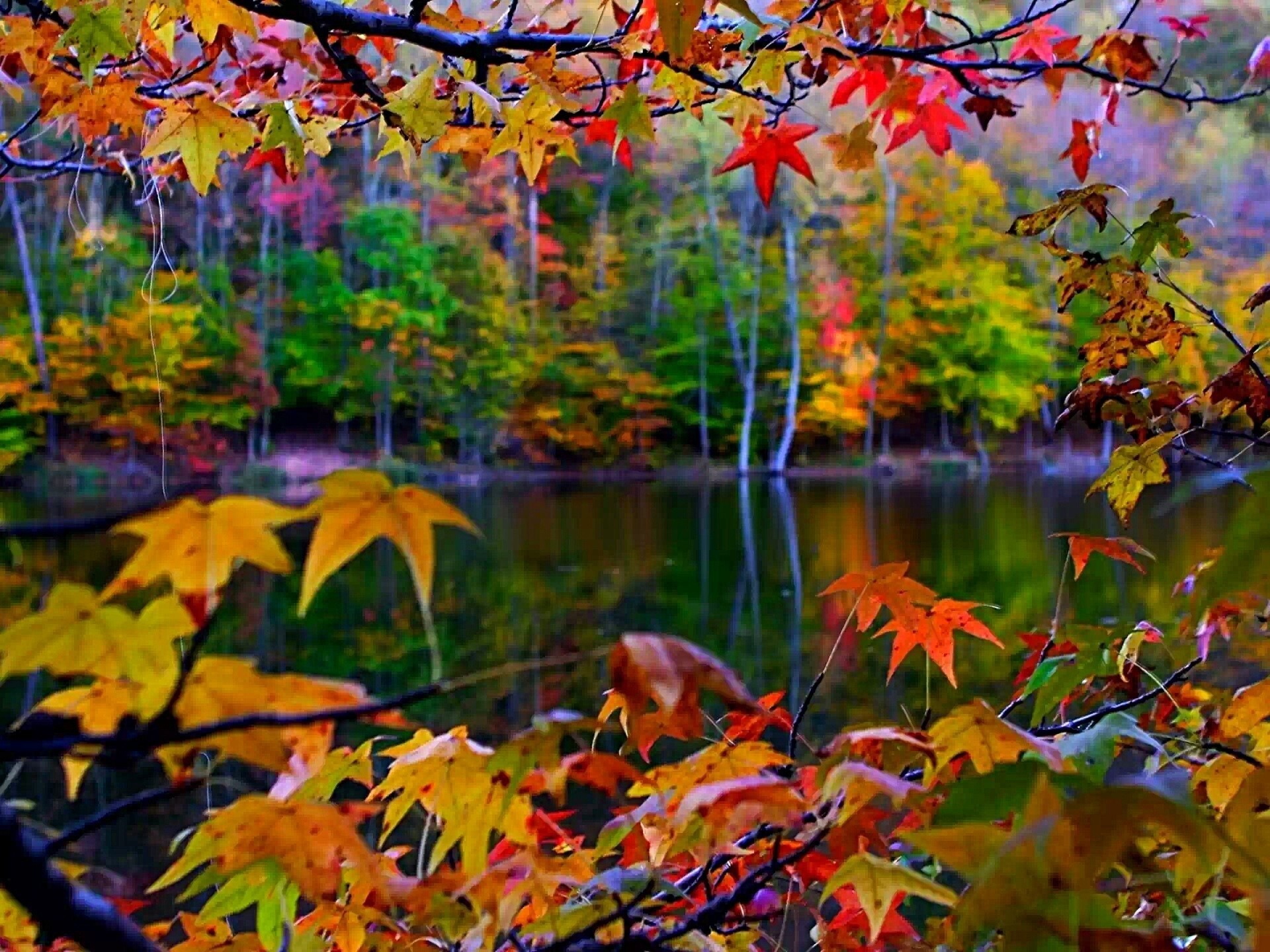 heet river tree yellow red autumn