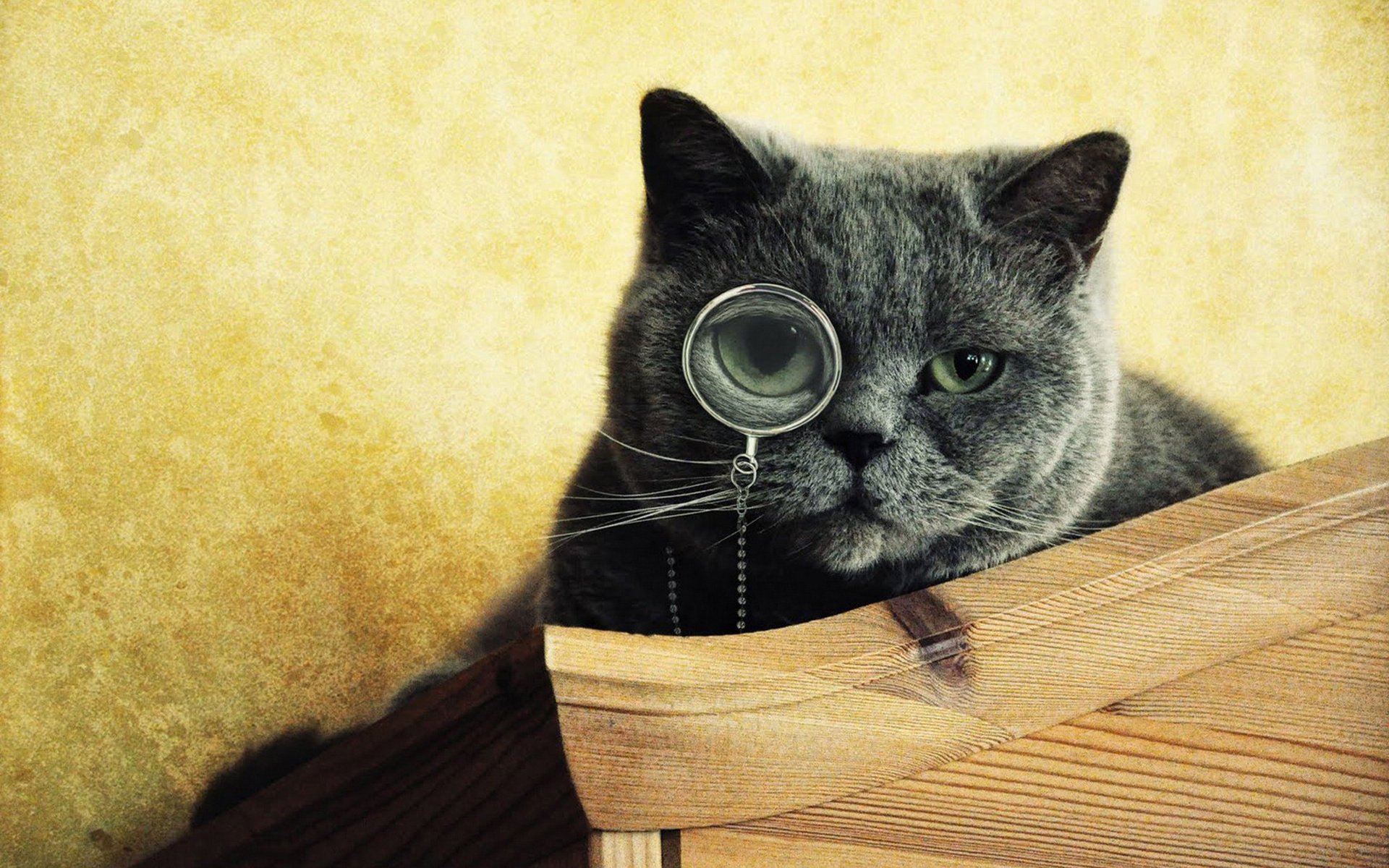 monocle chat yeux museau gris regarde