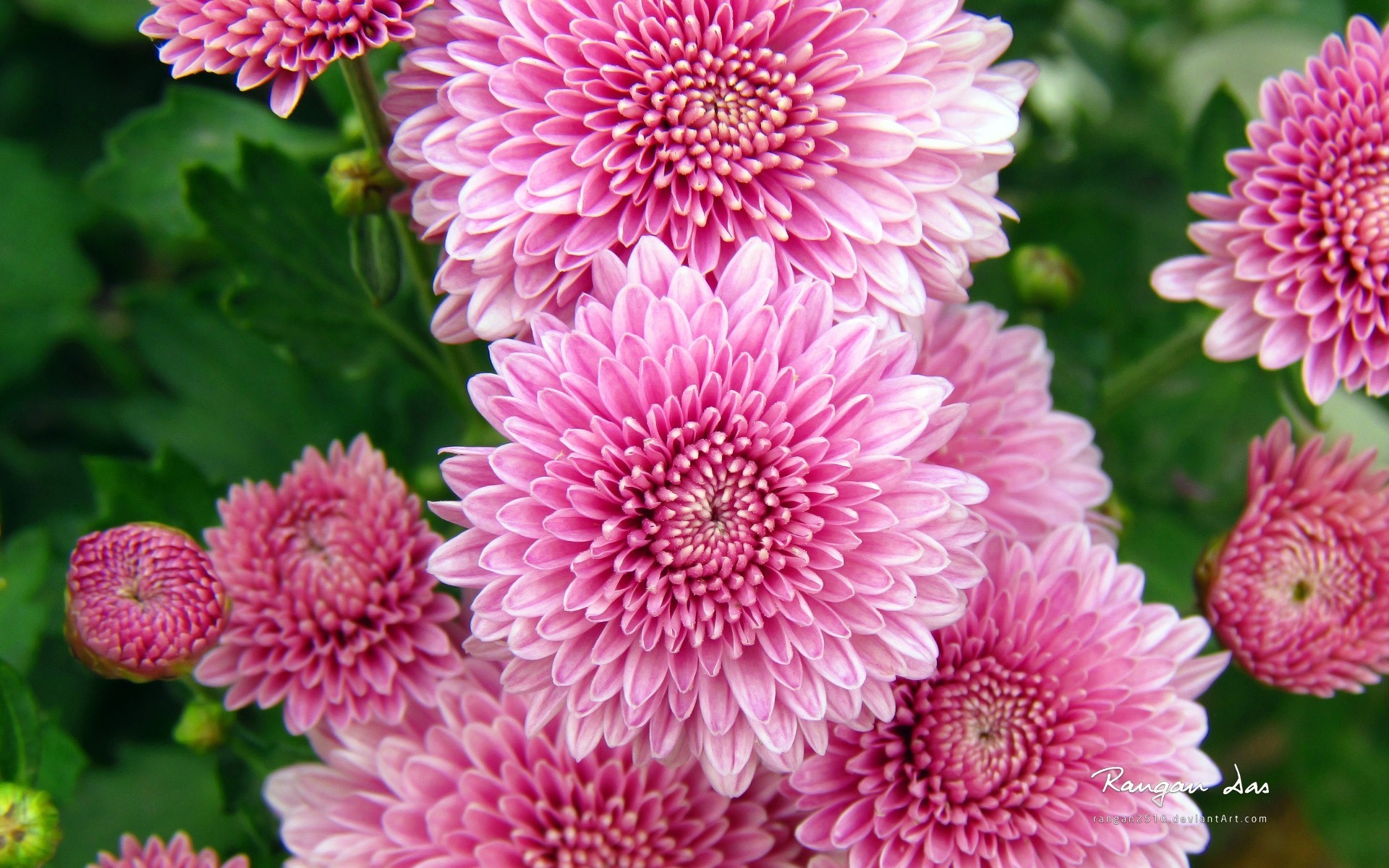 flores crisantemos