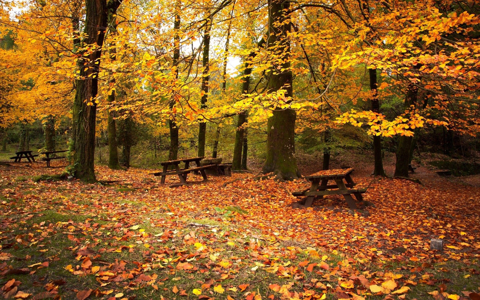frío vacío caída de hojas picnic otoño bancos octubre