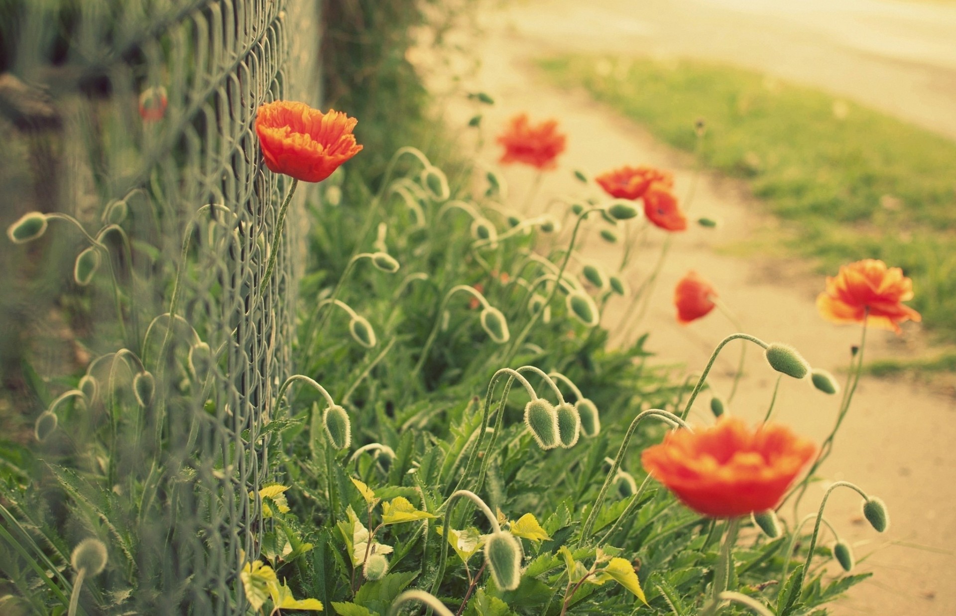 grand écran plein écran clôture fleur fond d écran fond clôture fleurs macro coquelicot flou verdure grille rouge