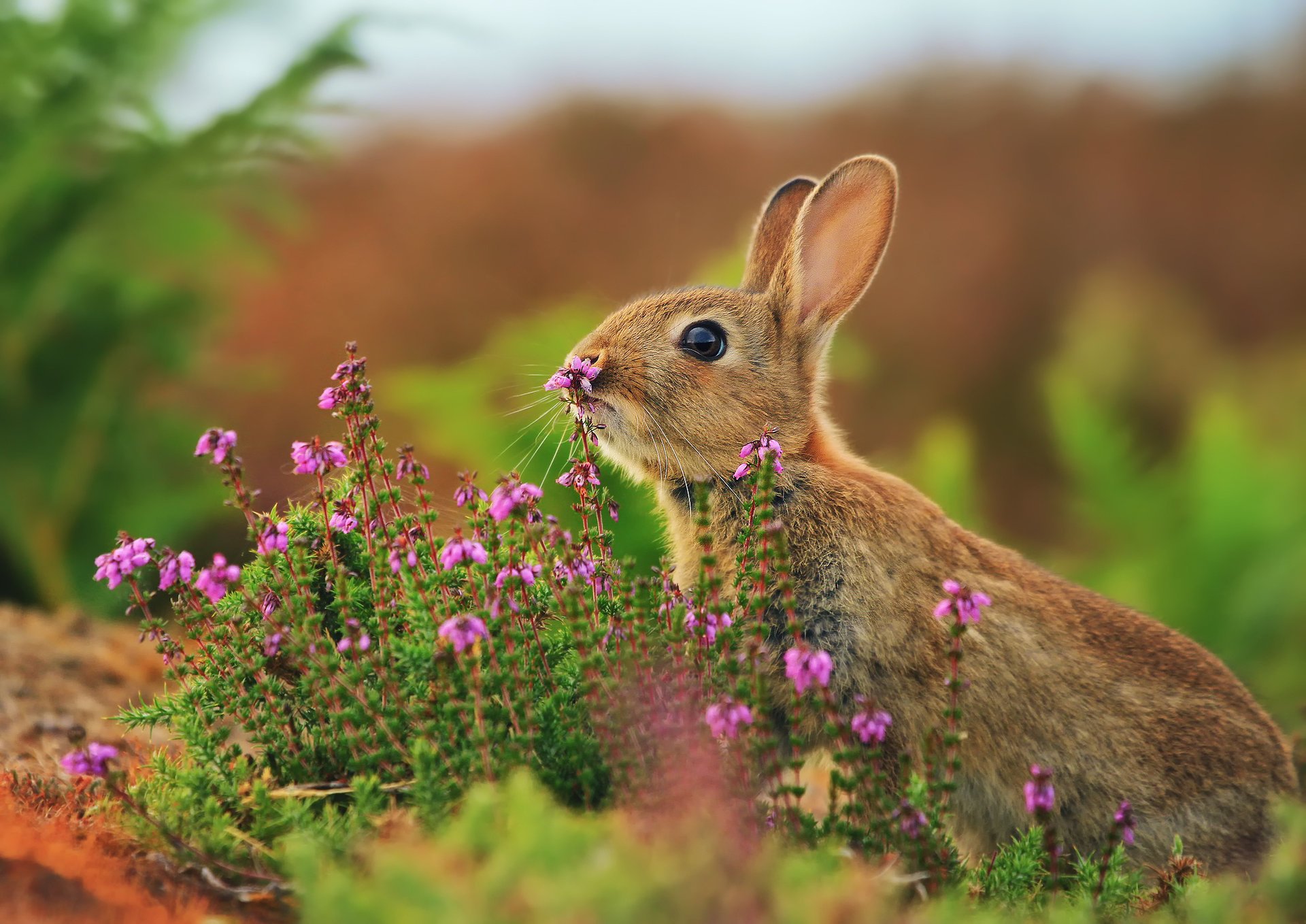 rabbit flowers hare grass razmytost