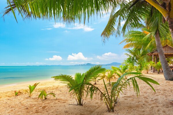 Sandy beach of the tropics on a sunny summer day