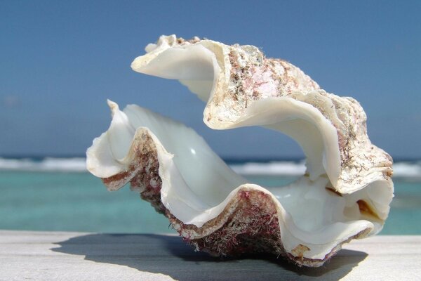 Il mistero delle vongole conchiglia sulla costa del mare
