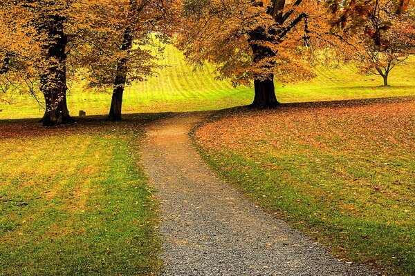 Tres árboles de otoño