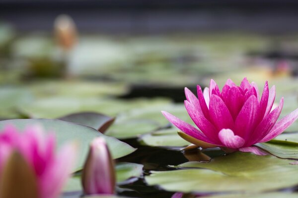 Blume am See, Seerose