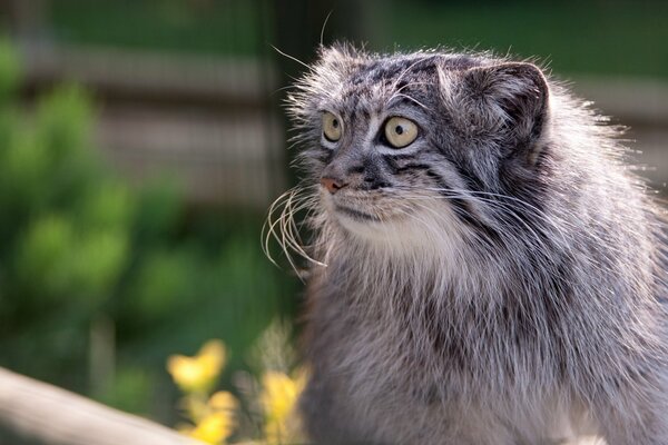 Manul con ojos graciosos y hocico