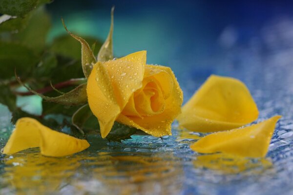 Yellow rose and its petals in drops of water