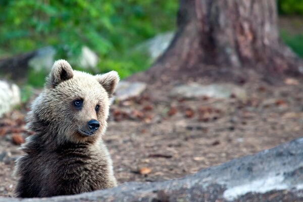 Un oso se asoma por detrás de un árbol caído