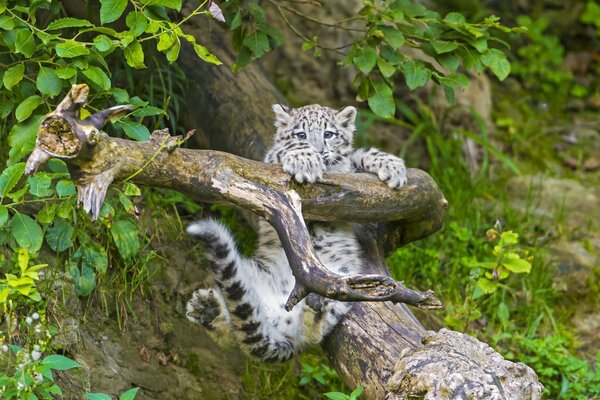 Cucciolo di leopardo delle nevi su un ramo