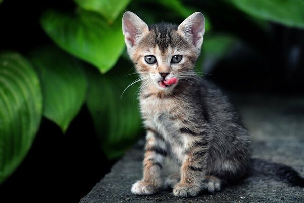 Облизывающийся котенок на фоне зелени
