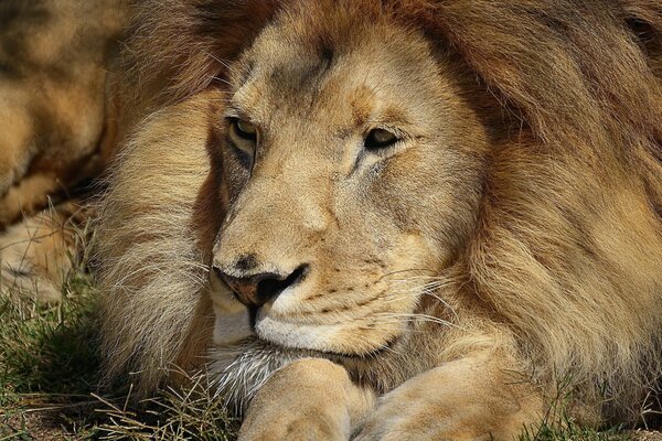Lion se repose en gros plan