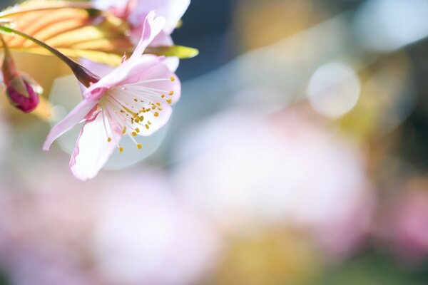 Spring flower bud under the rays of light