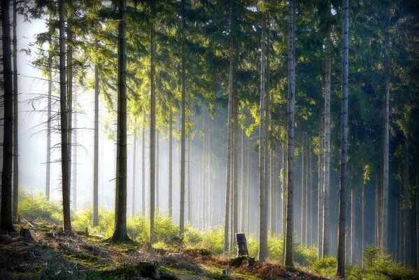 Les rayons du soleil se frayent un chemin à travers le fourré de la forêt