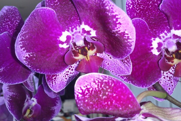 Primo piano del fiore di orchidea lilla