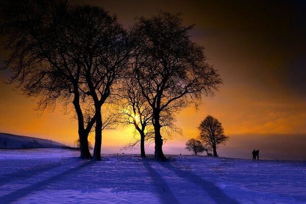 Paesaggio di alberi spogli in inverno al tramonto