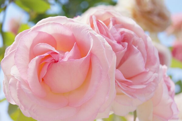 Roses roses de printemps sur fond