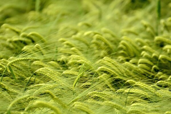 A field with green wheat ears