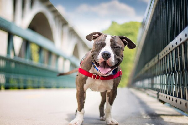 A smiling dog walks towards the camera