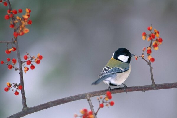 A chickadee on a branch pecks red berries