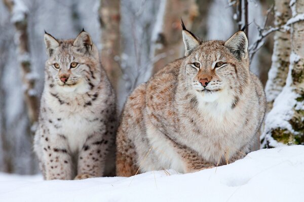 Due linci in inverno nella neve