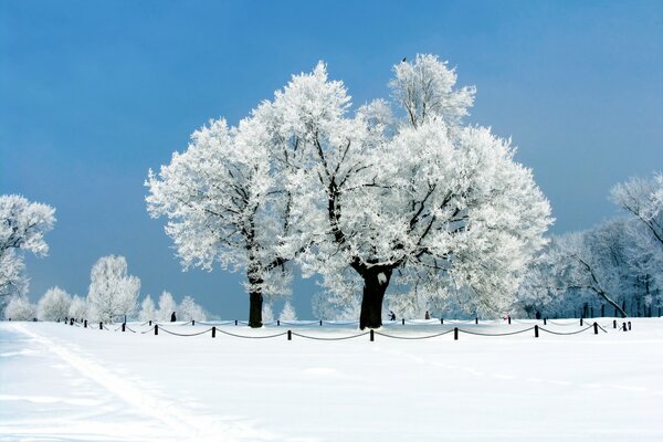 Árboles en un parque de nieve