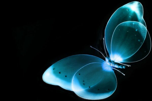 Butterfly with X-ray effect on a black background