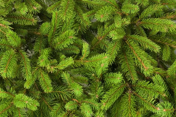 Bright green branches of the Christmas tree
