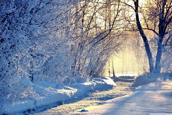 Snowy morning in the winter forest