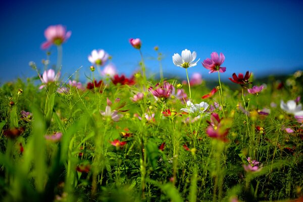 Fiori selvatici contro un cielo limpido