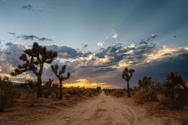 A cactus is visible over the horizon, the trail goes through the desert