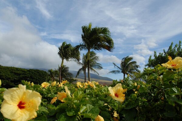 Palm trees and flowers. Natural landscape